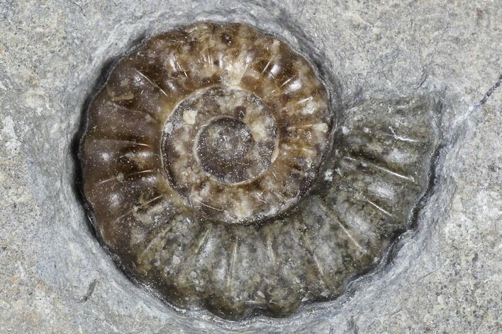 Ammonite (Promicroceras) Fossils - Lyme Regis #103026